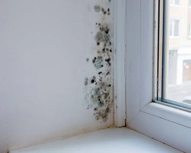 How to Manage Humidity Problems: The Definitive Guide to Moisture Control